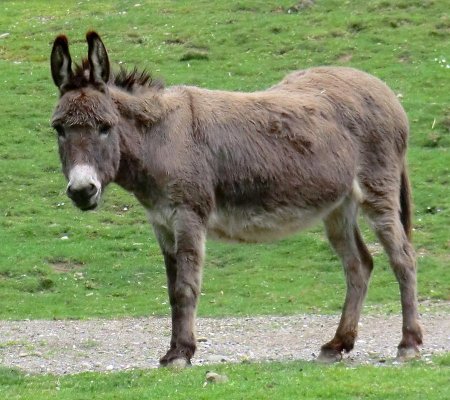 Equus asinus