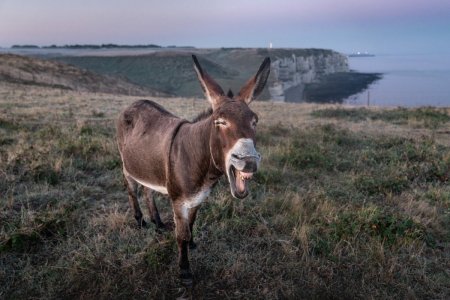 Осел орет