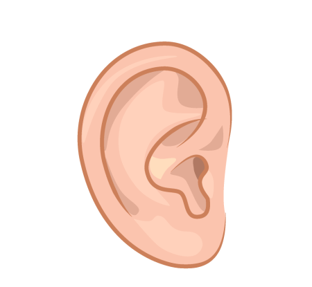 Ухо рисунок