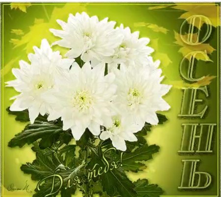 Хризантемы мерцающие