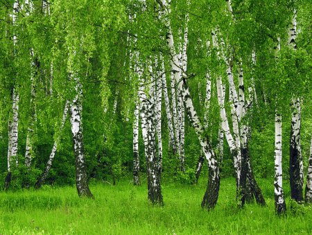 Березовая роща береза повислая
