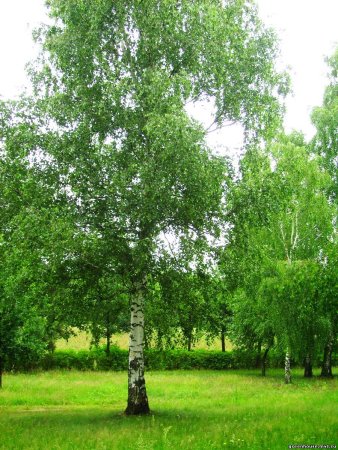 Березовая роща береза повислая