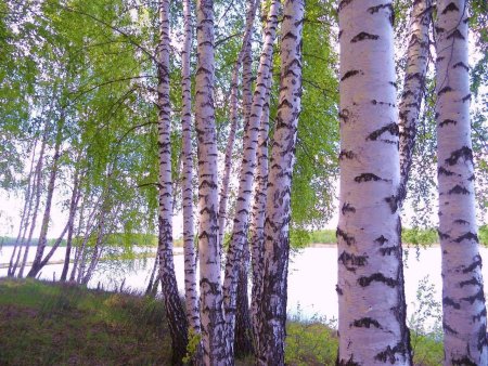 Береза белокорая