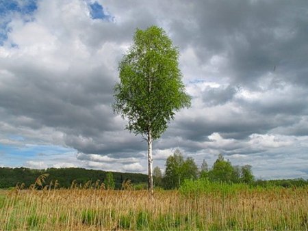 Одинокая береза