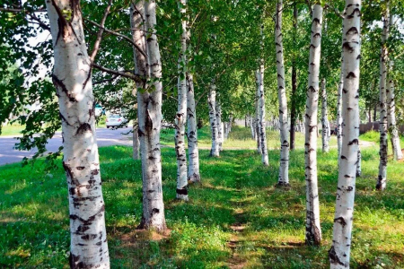 Береза береза березушка бела