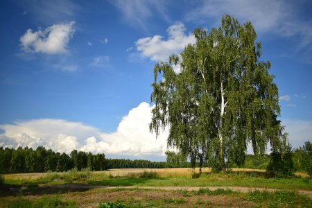 Береза бородавчатая Калуга