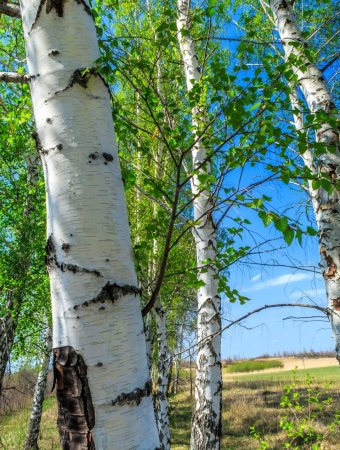 Берёза Радде