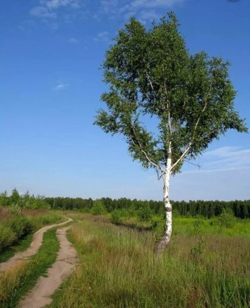 Березка в поле