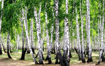 Березовая роща Томск