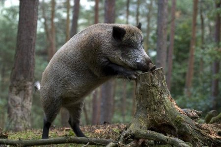 Лесной кабан секач