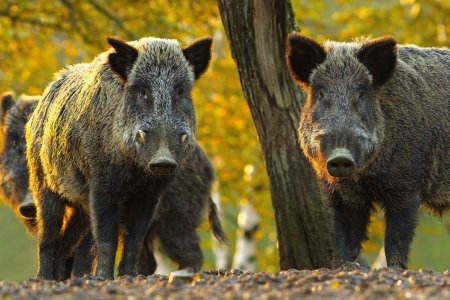 Кабан (sus scrofa)
