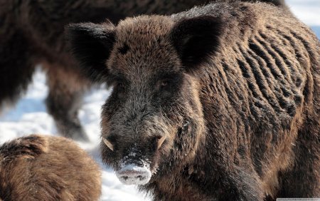 Кабан (sus scrofa)
