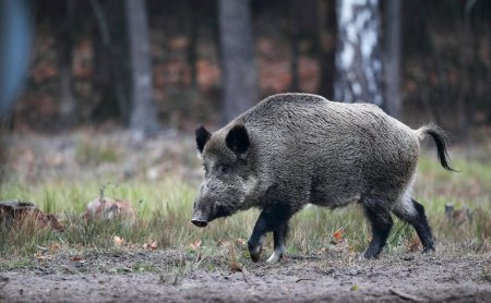 Дикий кабан секач Лесной