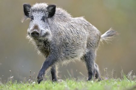 Sus scrofa Linnaeus