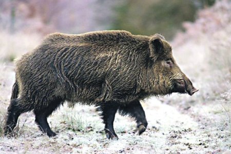 Европейский дикий кабан sus scrofa Ferus