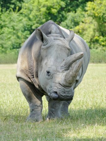 Двурогий носорог