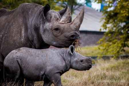 Камерунский черный носорог