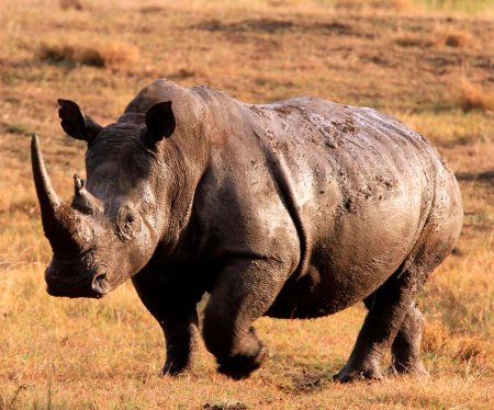 Носорог в Африке