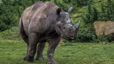 Древний носорог