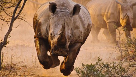 Широконосый носорог