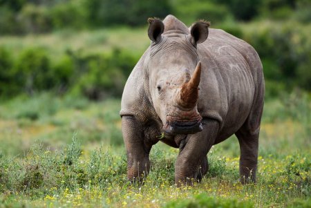 Носороговые Rhinocerotidae