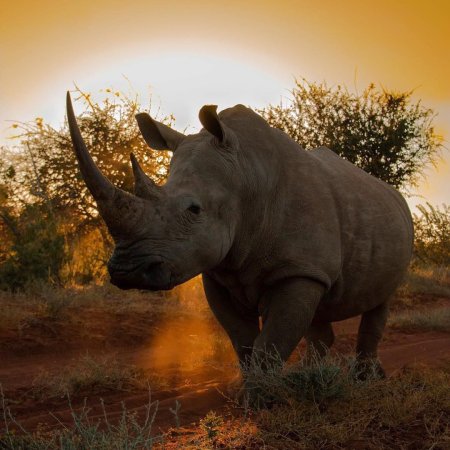 Мощный носорог