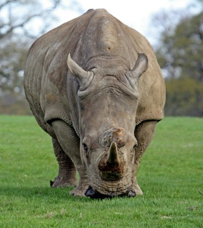 Африканский белый носорог