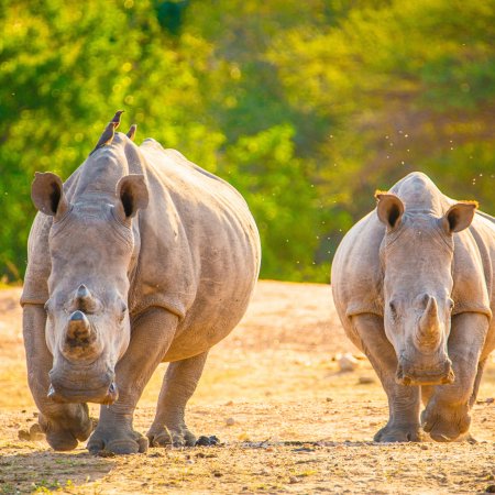 Белый носорог в Африке