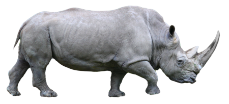 Носорог сбоку