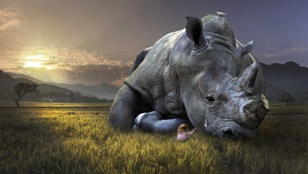 Носорог лежит