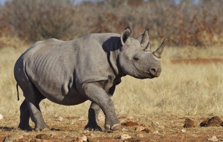 Камерунский подвид черного носорога