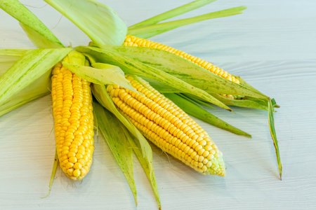 Молочная кукуруза в початках