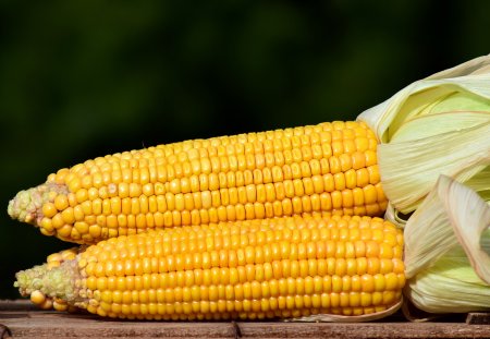 Сорт кукурузы Аргентум