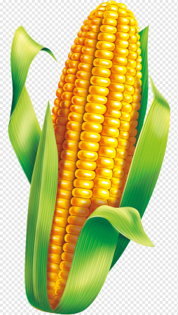 Кукурузный початок