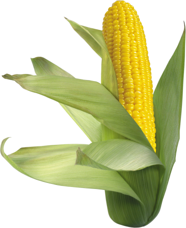 Кукуруза Corn