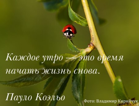 И снова утро и снова Здравствуйте