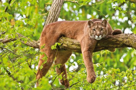Пума (Puma concolor):