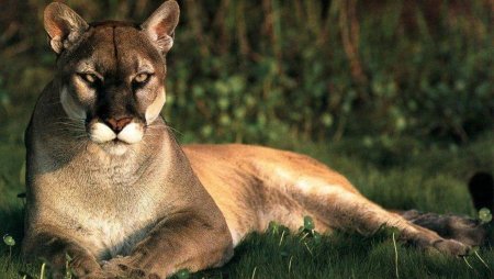 Пума (Puma concolor):