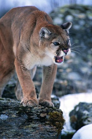 Канадская Пума