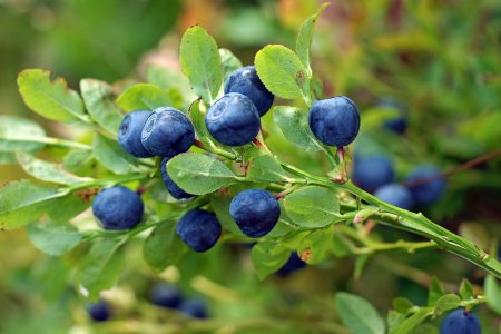 Черника миртолистная