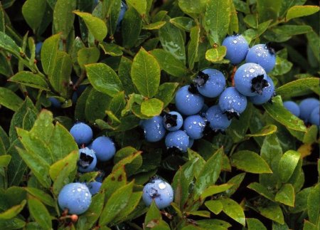 Черника миртолистная