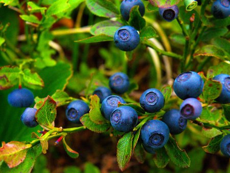 Черника Лесная