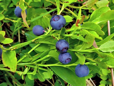 Черника голубика костяника