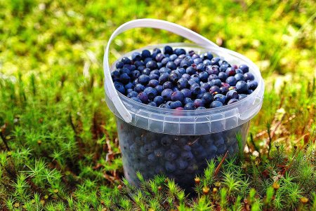 Ягоды Карелии черника