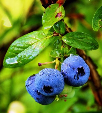 Черника (Vaccinium myrtillus)