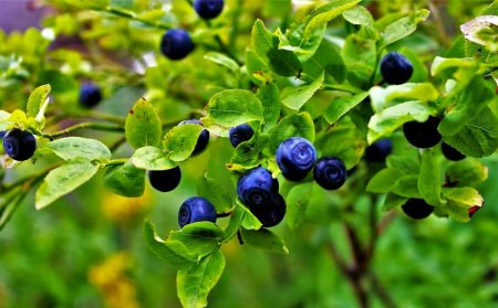 Черника миртолистная