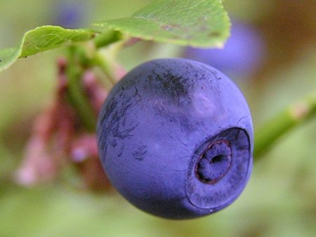 Ягоды Карелии черника