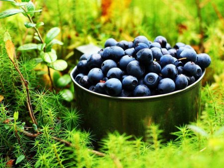 Дикоросы черника