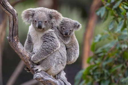 Сумчатый медведь коала Австралия