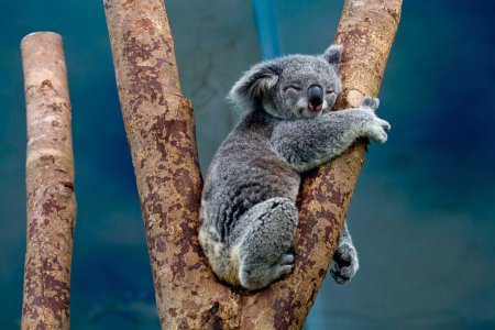 Австралийская Мадонна коала